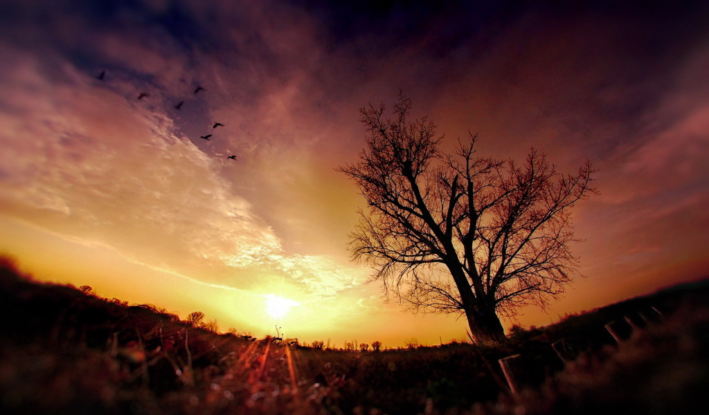 Птицы в облаках на закате