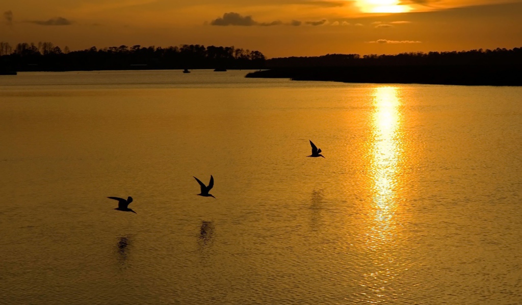 Птицы на озере во время заката