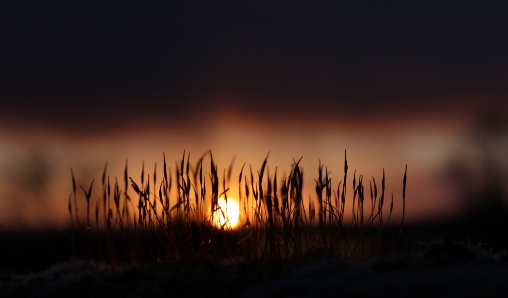 Сухие стебли травы на фоне закатного солнца