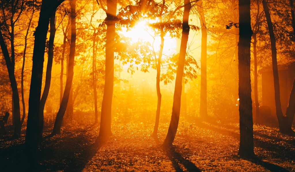 Огненный закат в осеннем лесу