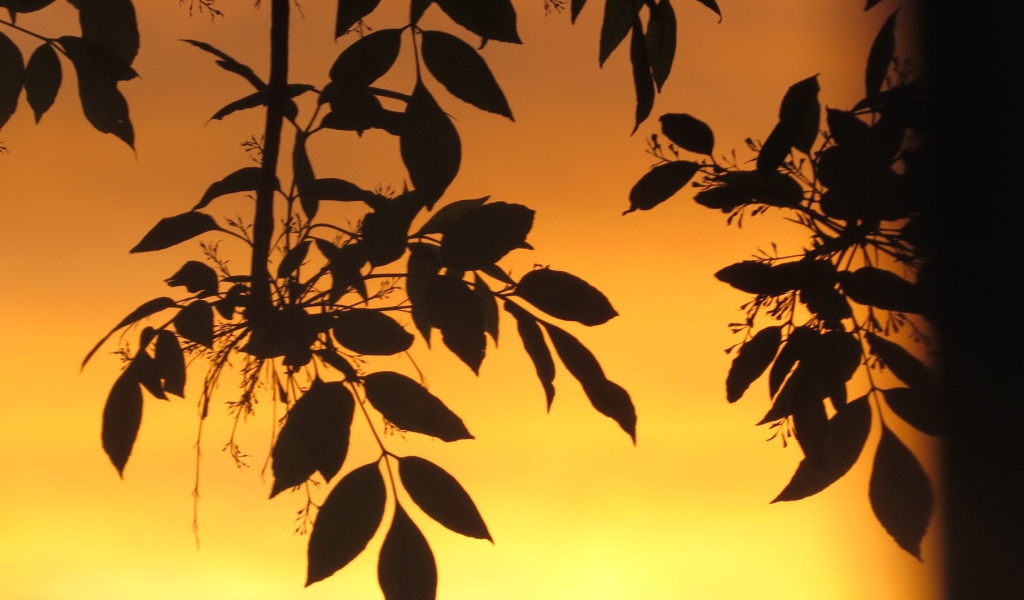 Листья на фоне оранжевого неба