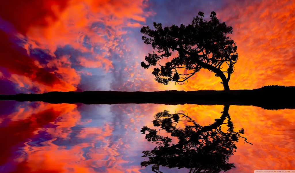 Силуэт дерева на фоне красных облаков