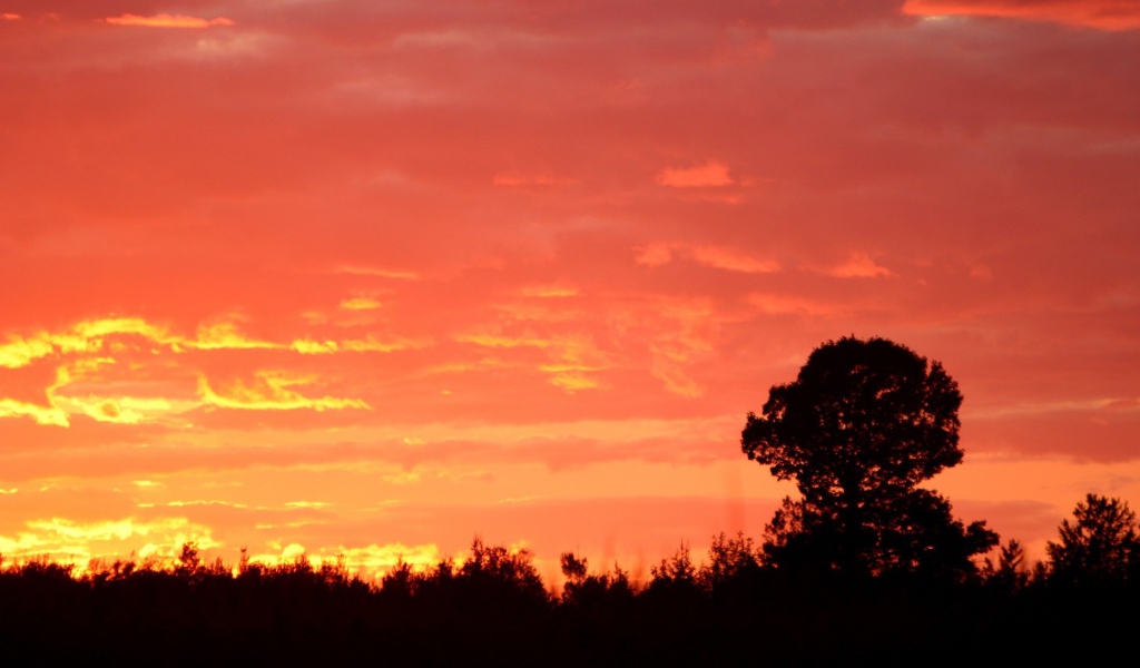 Силуэт дерева на красном фоне заката