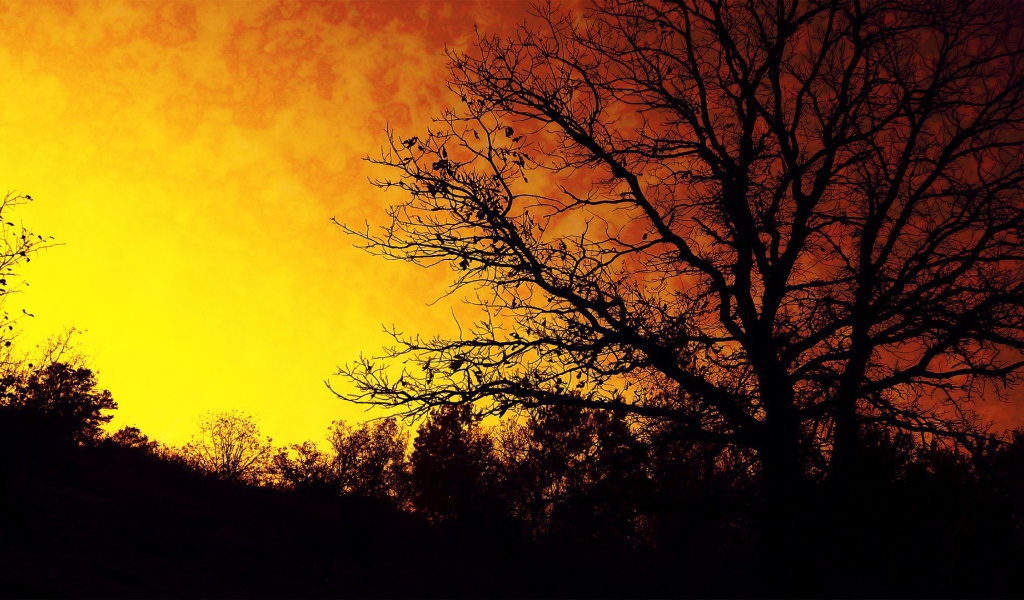 Силуэт осеннего дерева на фоне оранжевого неба