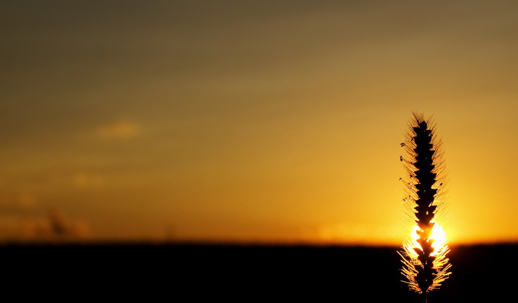 Колосок на закате