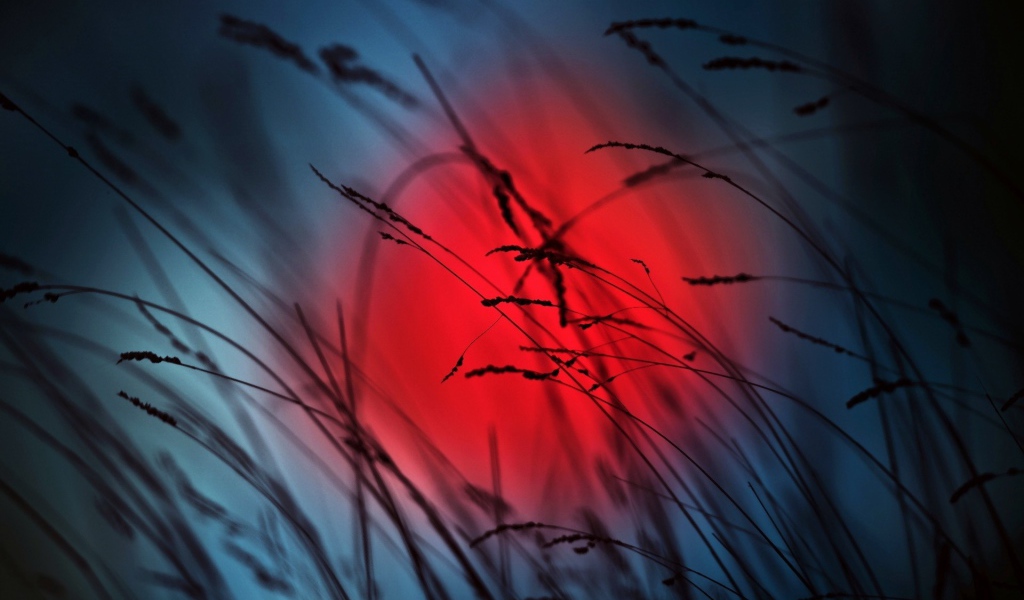 Колоски на фоне красного солнца