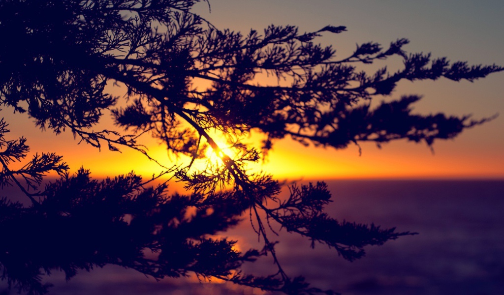 Закат сквозь ветки дерева
