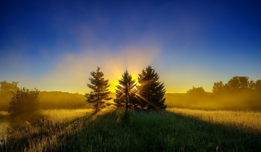 Сияние солнца за деревьями