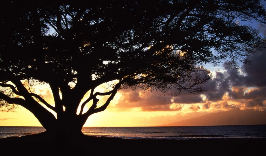 Дерево раскинуло ветви на фоне заката