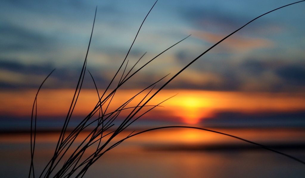 Пучок травы на фоне заката