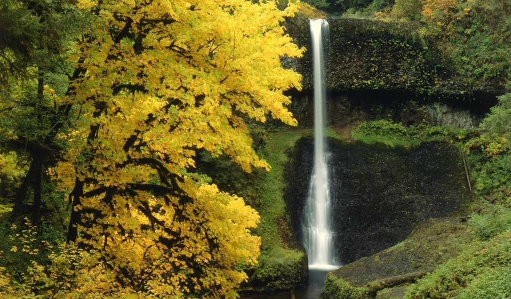 Маленький водопад в лесной чаще