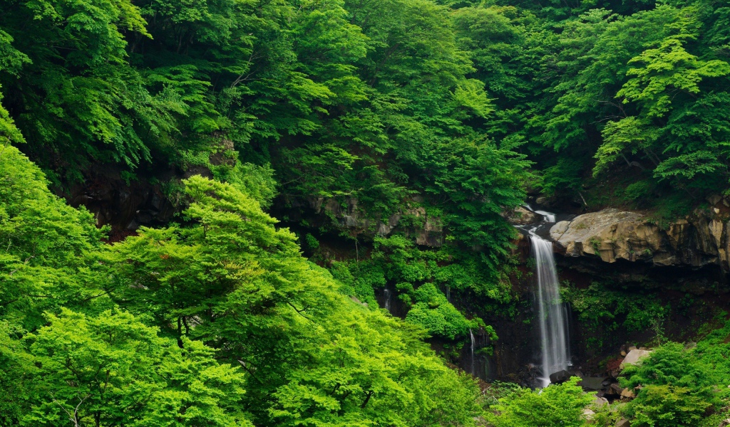 Густые зеленые заросли и водопад на камнях