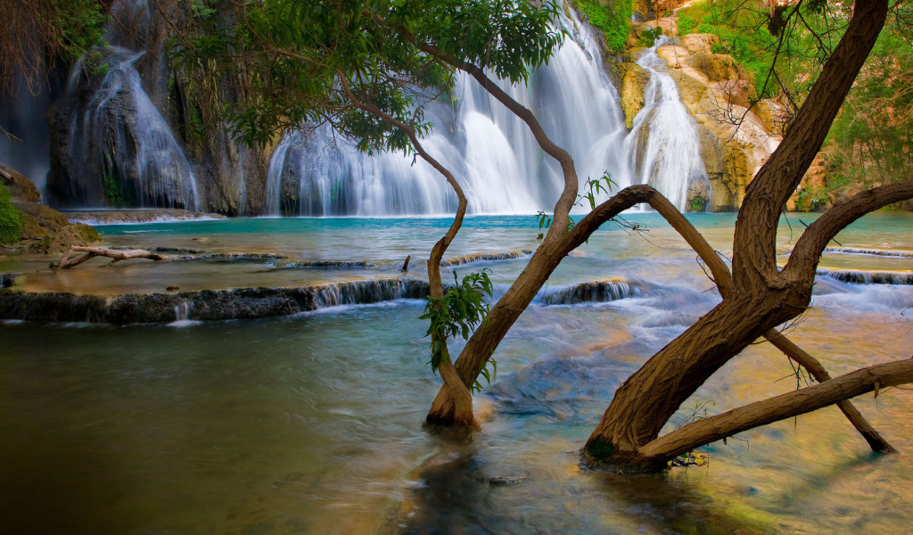 Деревья растут в реке