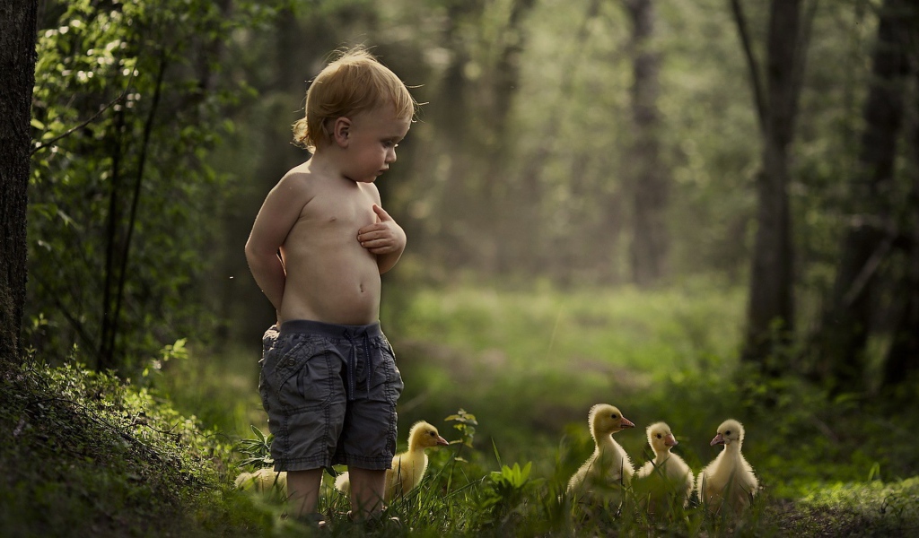 Мальчик гуляет среди утят