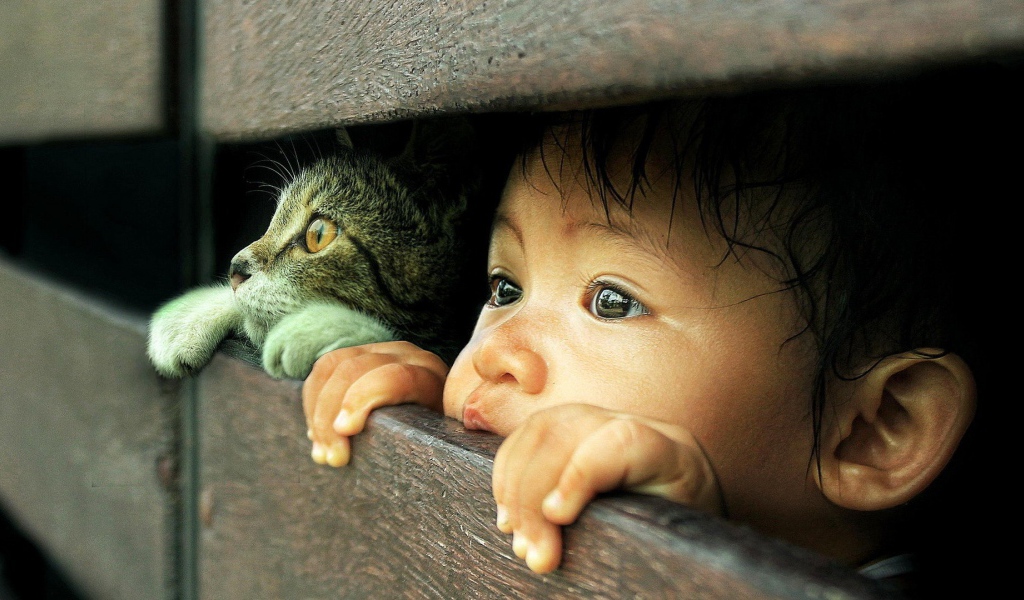 Любознательные кот и малыш