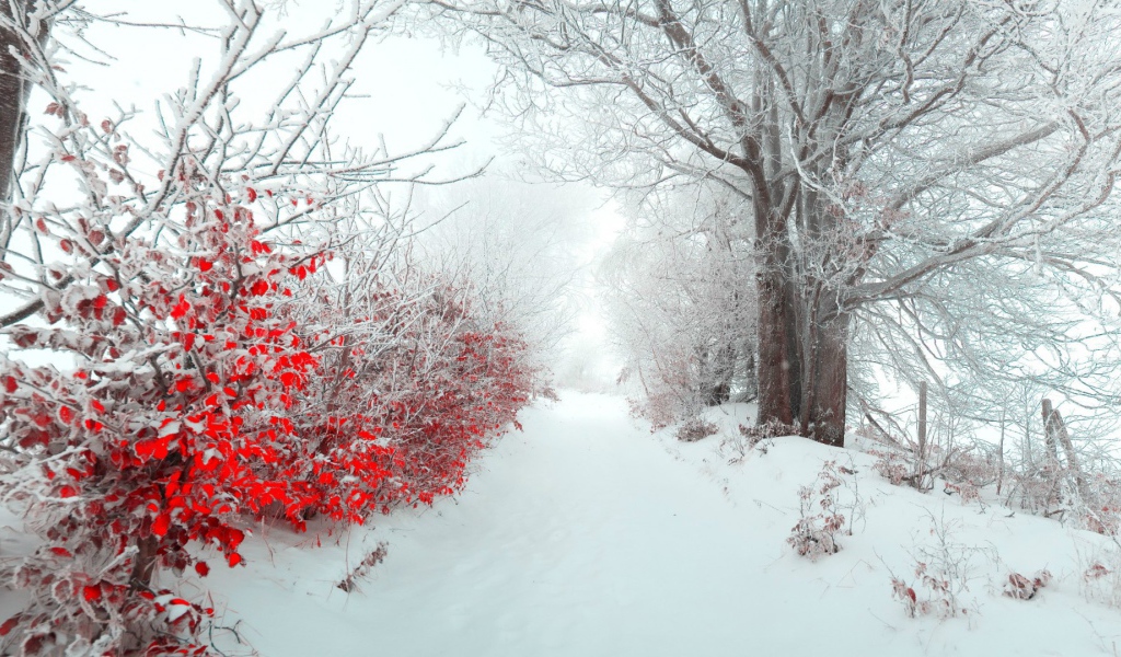 Снег на красных листьях
