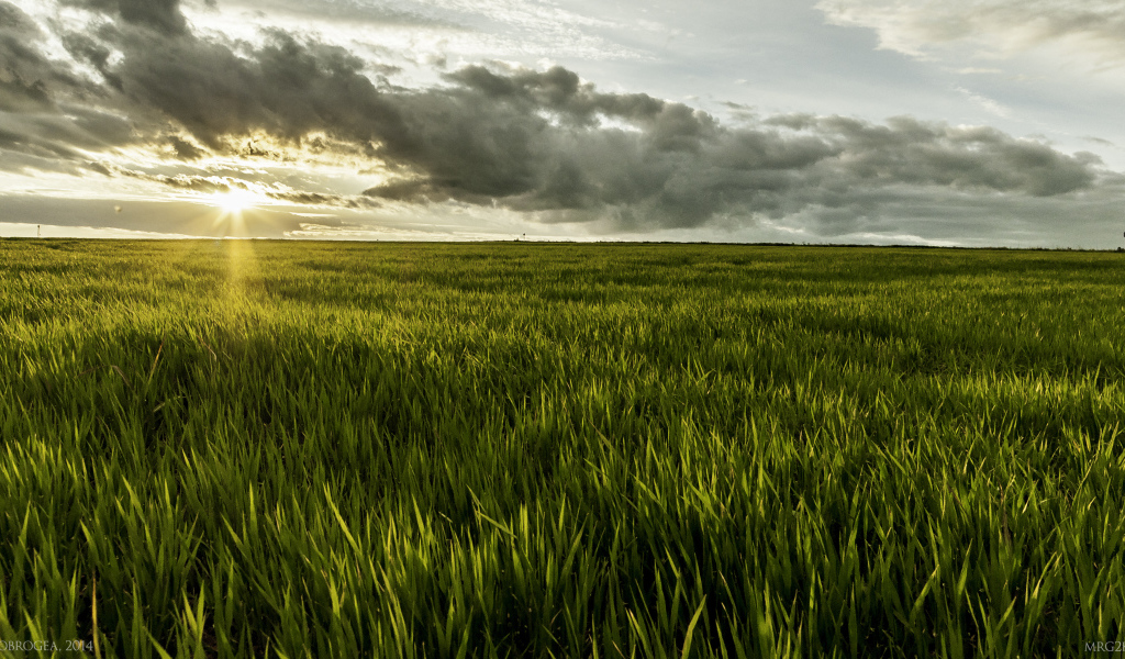 Фермерское поле в Румынии