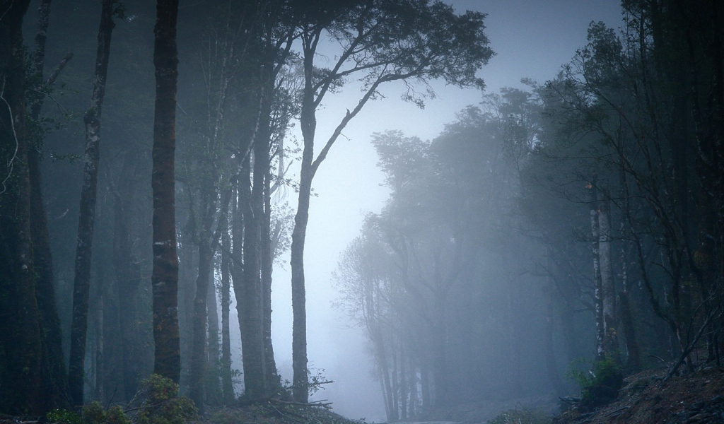 Туманный лес в Чили