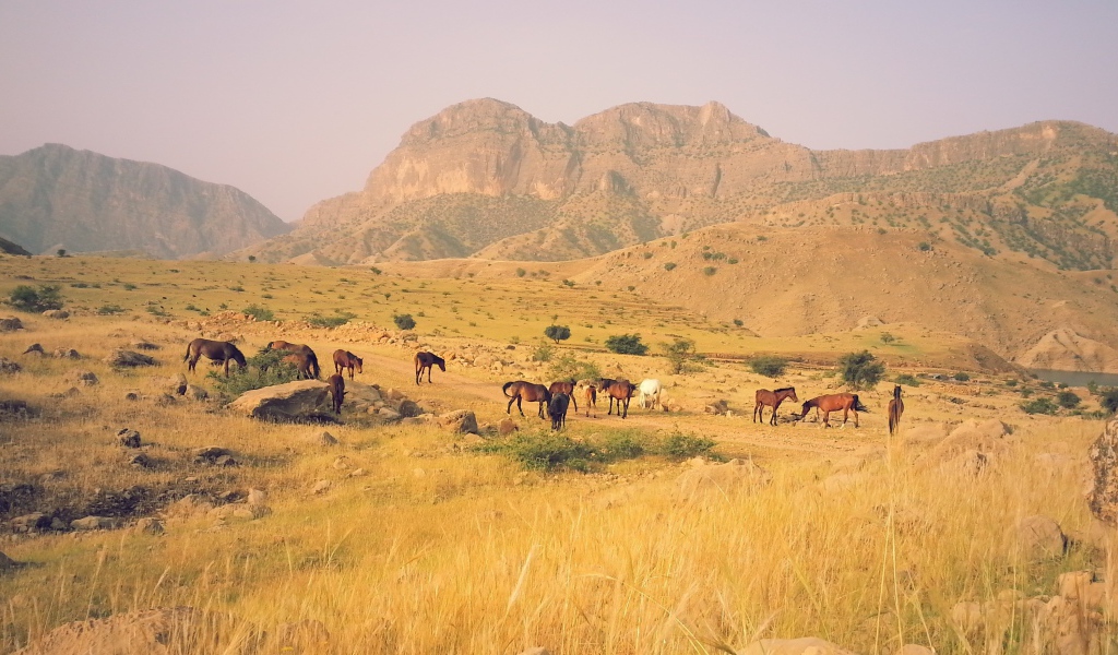 Табун лошадей в горах в Иране