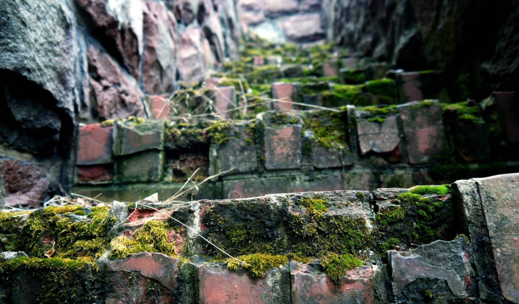 Поросшие мхом ступени