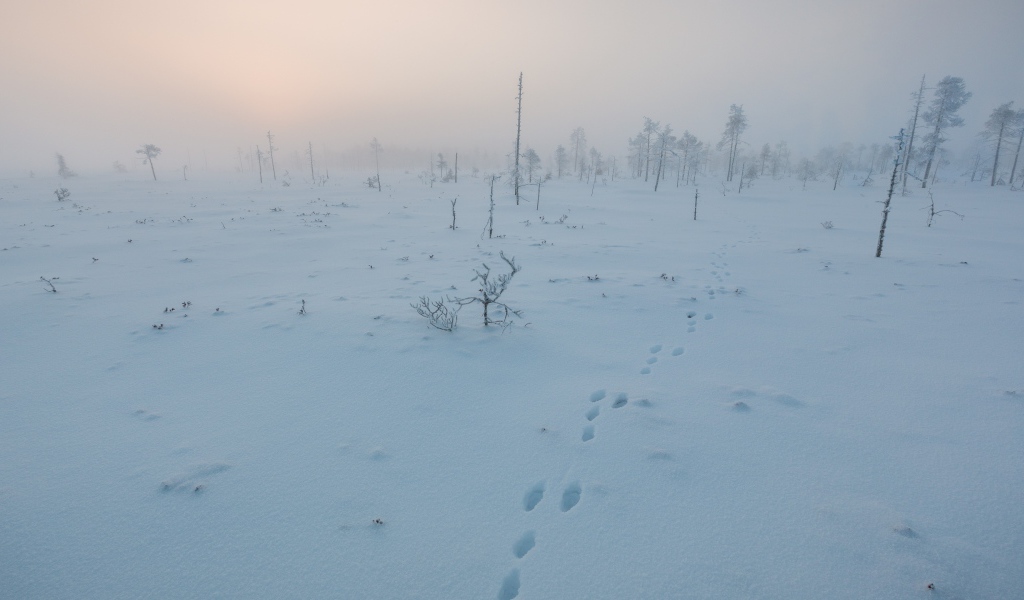 Покрытое снегом поле в Финляндии