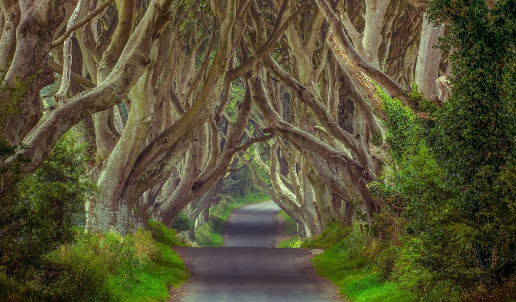 Таинственный лес, Северная Ирландия