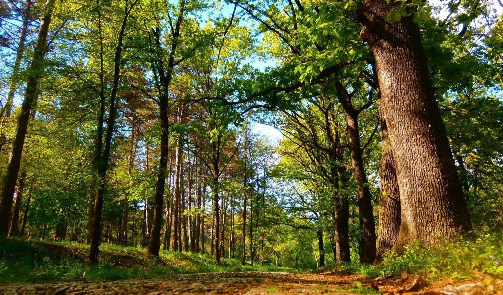 Дорога в старом лесу, Сербия