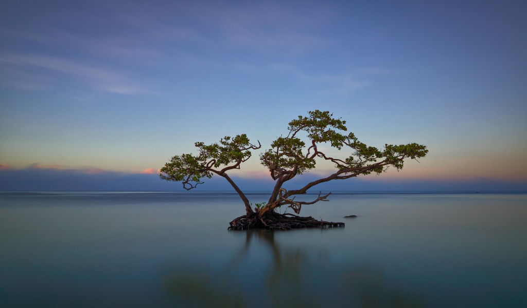 Дерево среди озера в Пуэрто-Рико