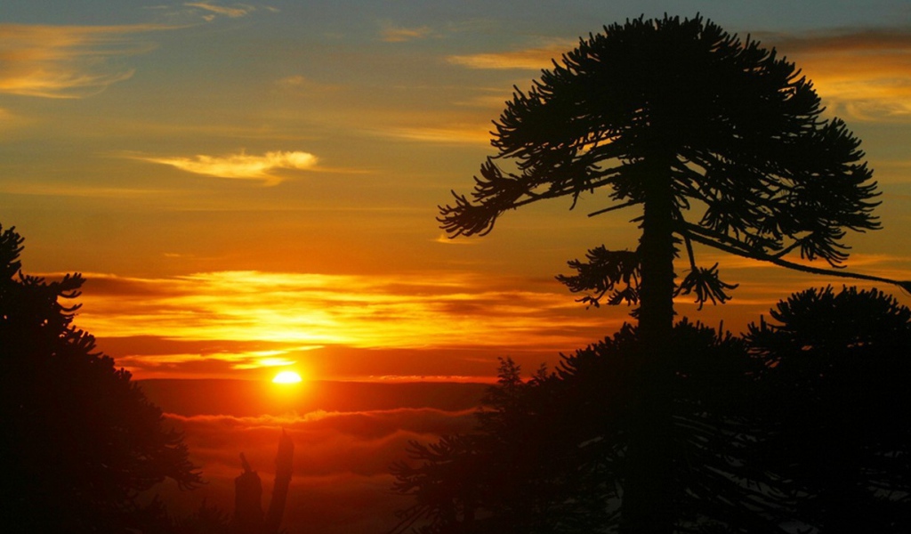 Дерево на фоне заката, Чили
