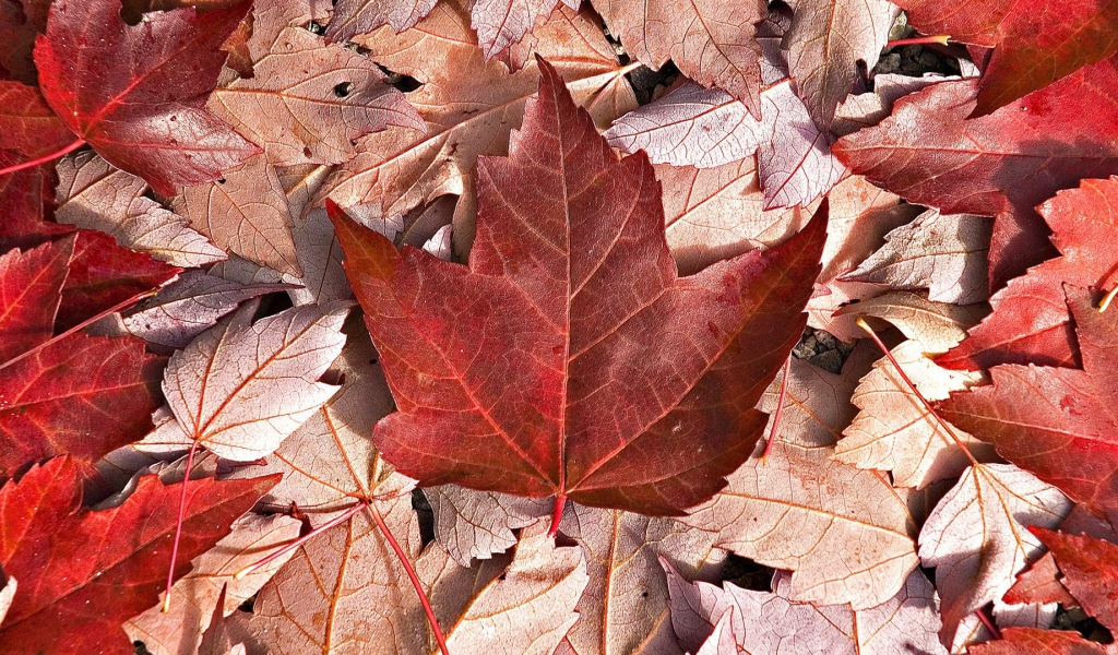 Flag of Canada from autumn leaves
