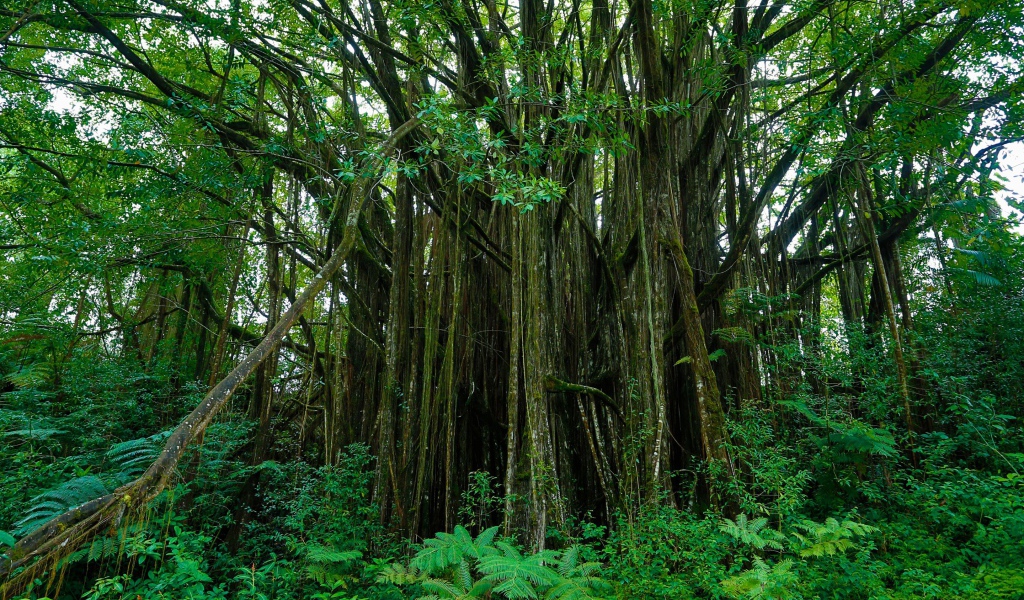 Густые заросли на Гавайях