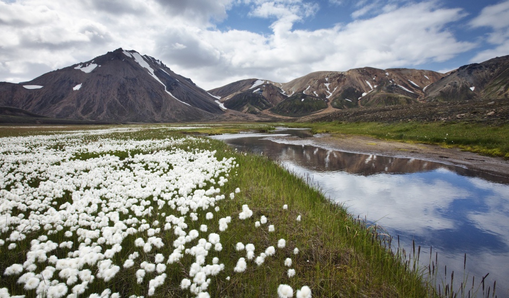 Полевые цветы в Исландии