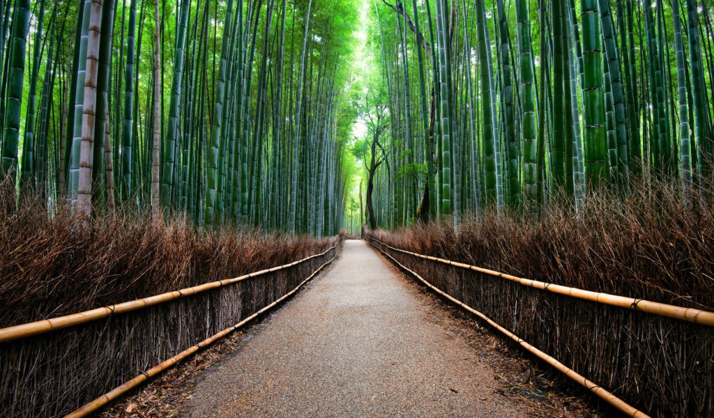Бамбуковый лес Сагано в Киото, Япония