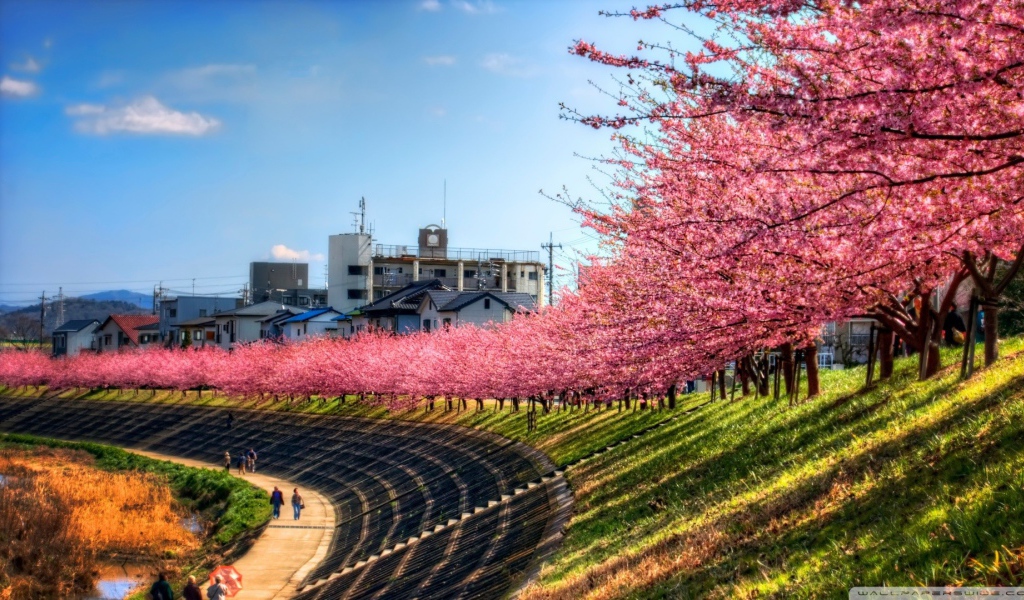 Ряд цветущих вишен над прогулочной дорожкой