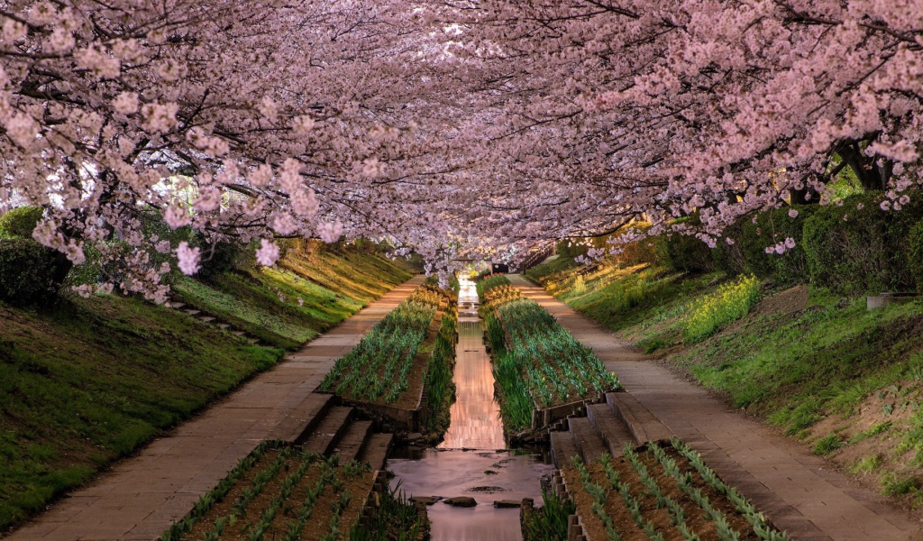 Весенний цветущий сад в Японии