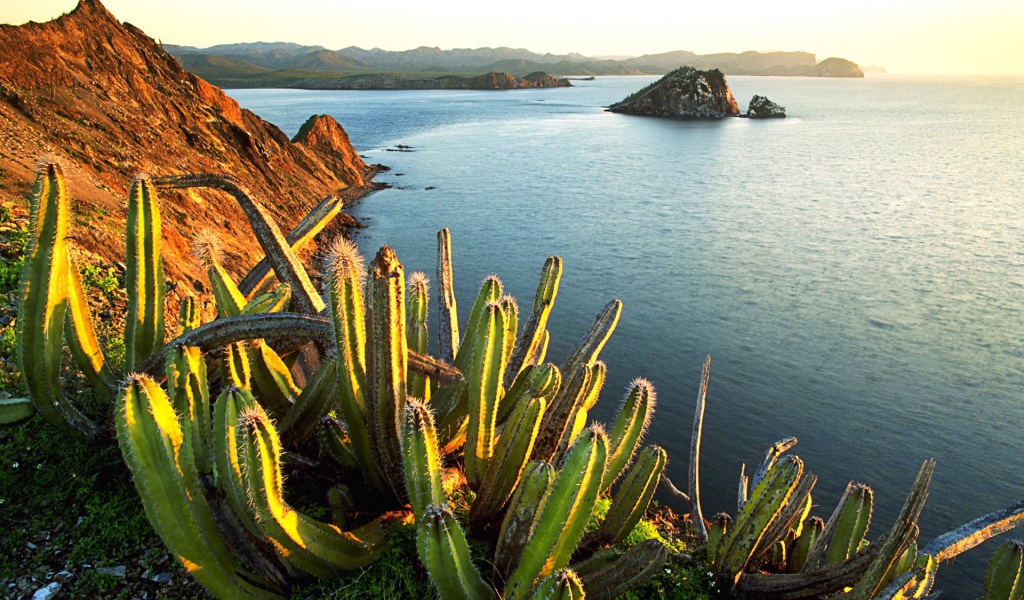 Кактусы у моря в Мексике