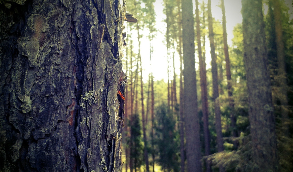 Лес в Мазурии, Польша