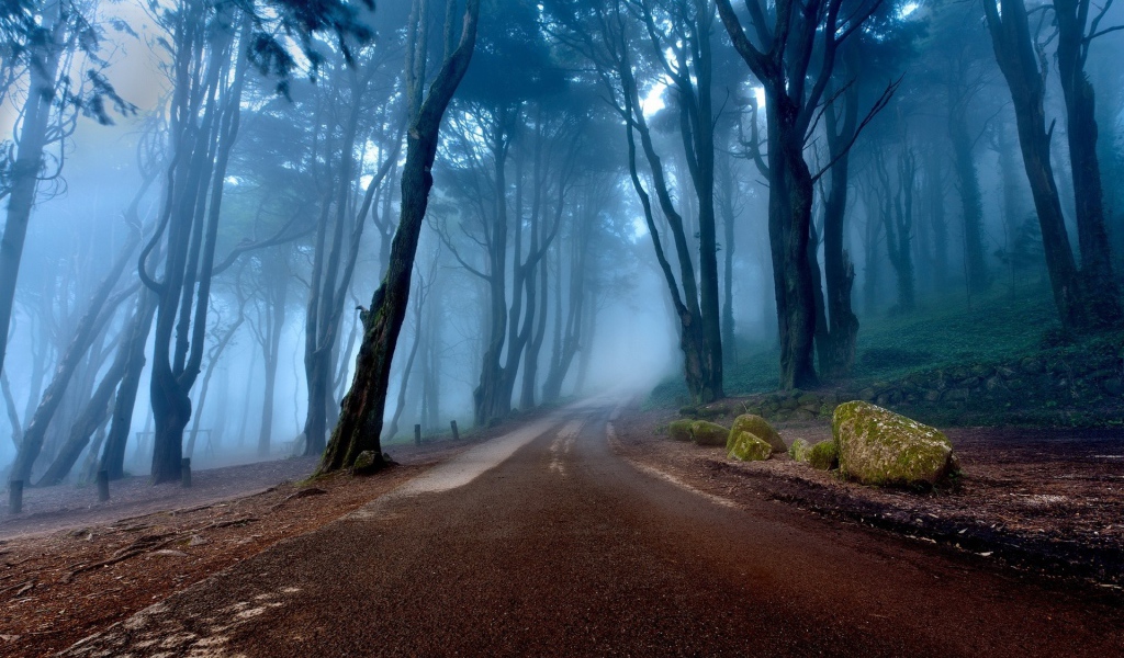 Дорога в туманном лесу, Португалия