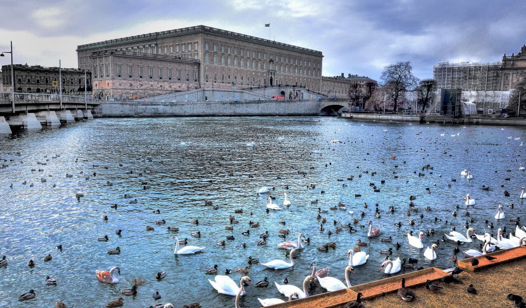 Birds on the river in the city, Sweden