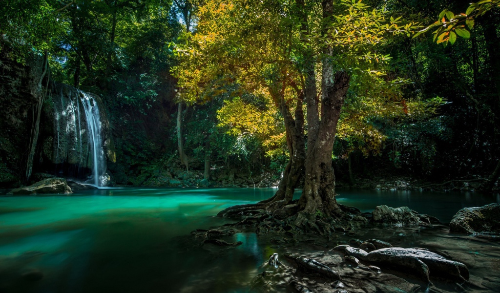 Дерево на камне среди воды, Таиланд