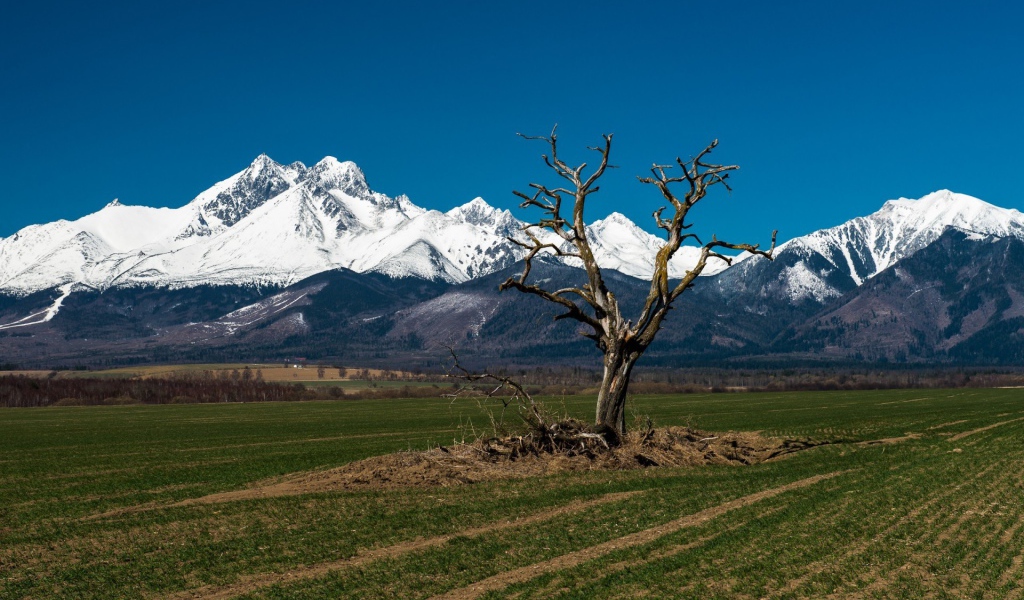 Засохшее дерево на фоне гор Татра, Словакия