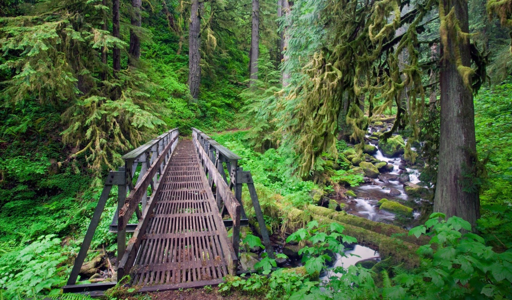 Мост через ручей в лесу, Орегон