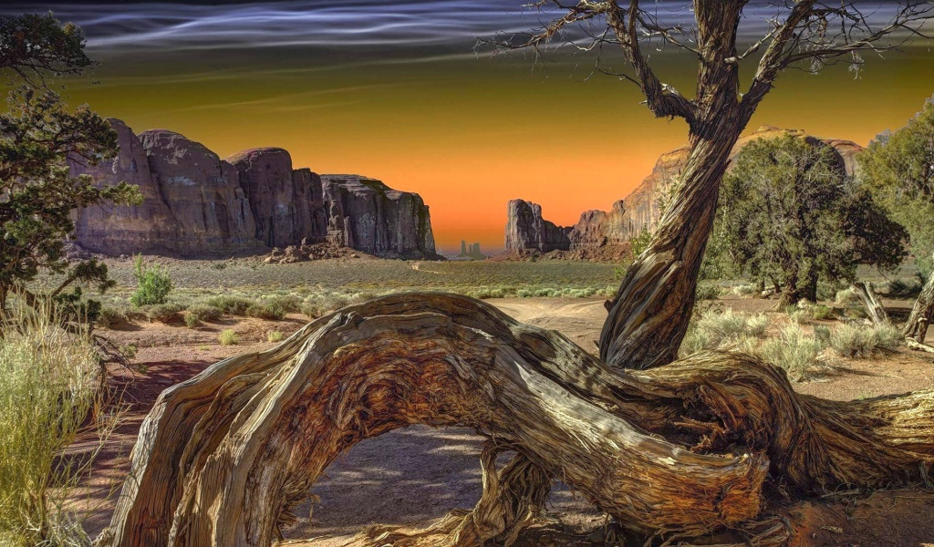 Сухое дерево в Долине монументов, США