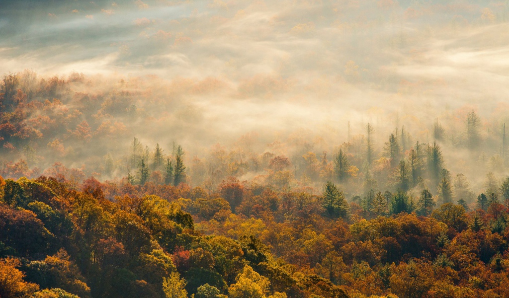 Лес в Северной Каролине