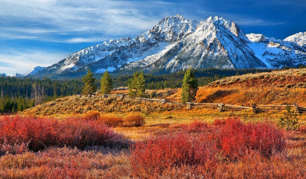 Лес в предгорье в Айдахо