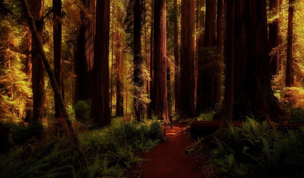 Огромные деревья в лесу, Калифорния