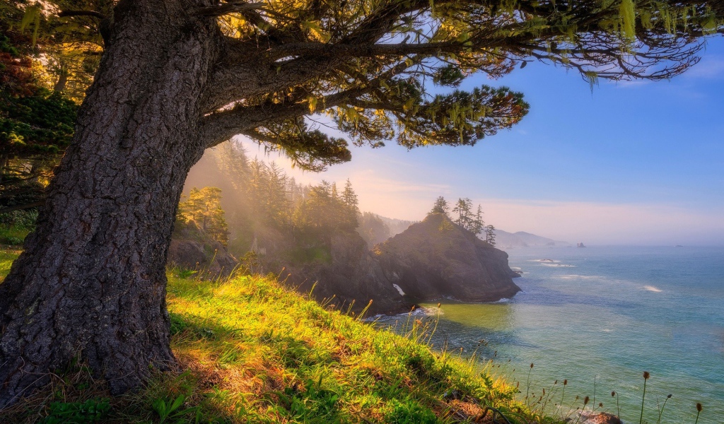 Старое дерево на берегу, Орегон