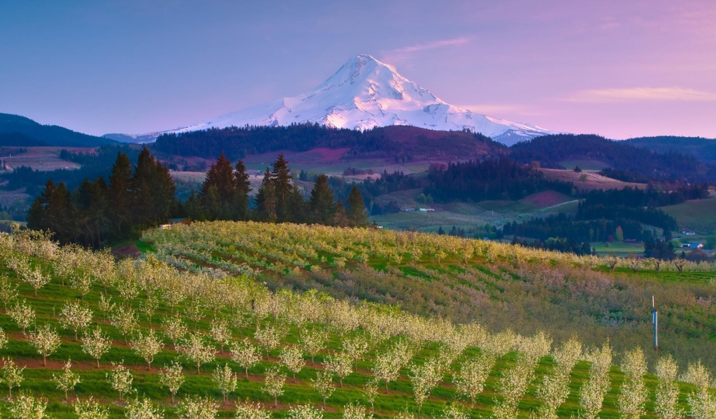 Фруктовый сад на ферме в США