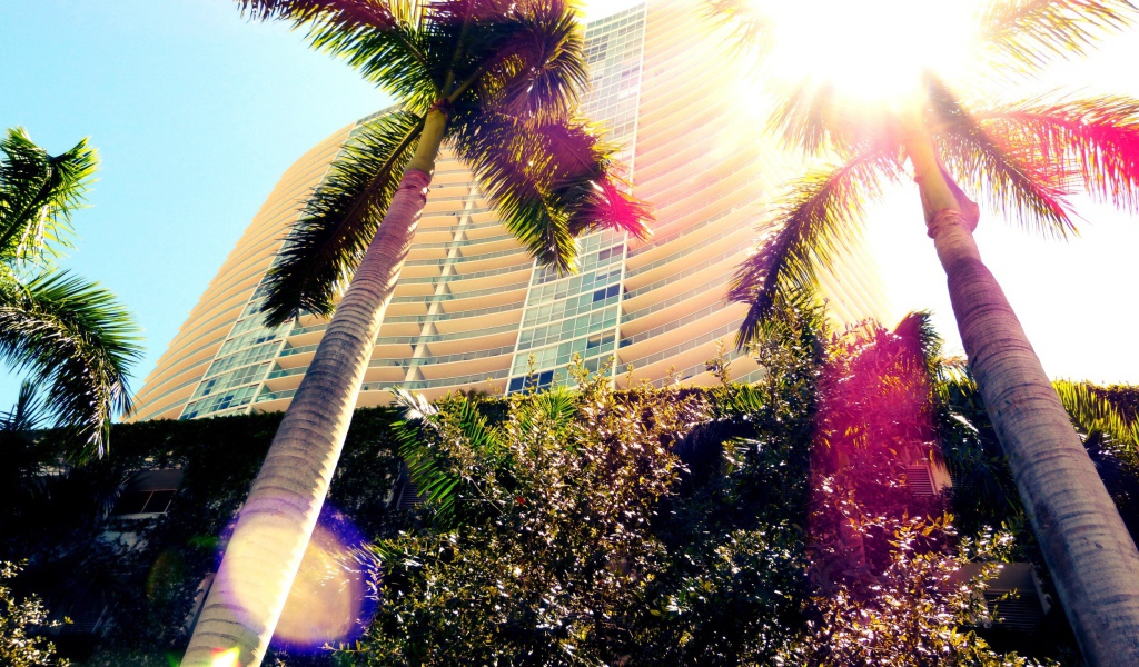 Пальмы в Майами