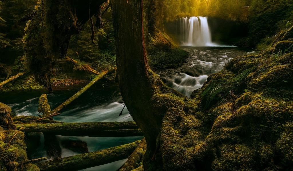 Река в лесу в Орегоне, США